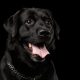 Black Dog Syndrome