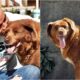 Bobi, The World'S Oldest Dog, Passes Away