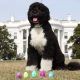 Boeaster
