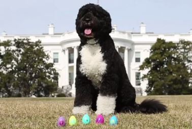 Boeaster