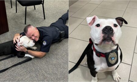 Bolo The Pawtrol Officer