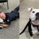 Bolo The Pawtrol Officer