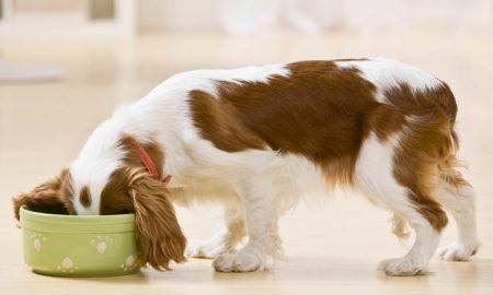 Bone Broth Recipe