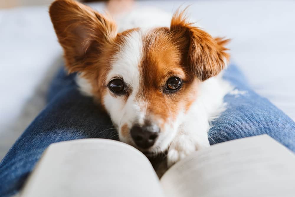 Dog Books