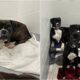 Boxers Surrendered From An Animal Hoarding Situation