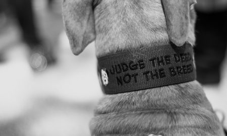 Breed Discrimination
