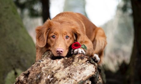 Budget Valentines Dog Day Hero