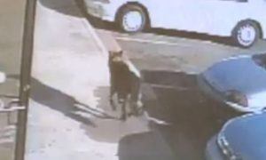 Bulletdog