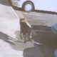 Bulletdog