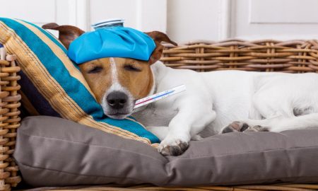 Canine Flu