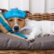 Canine Flu