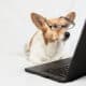 Cardigan Welsh Corgi Wearing Glasses And Looking At Laptop