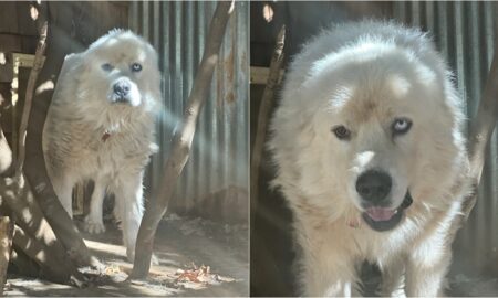 Casper The Great Pyrenees
