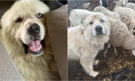 Casper The Great Pyrenees