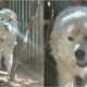 Casper The Great Pyrenees