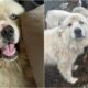 Casper The Great Pyrenees