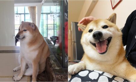 Cheems The Viral Meme Dog
