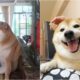 Cheems The Viral Meme Dog