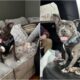 Chester The Dog In A Limo On His Way To His Forever Home