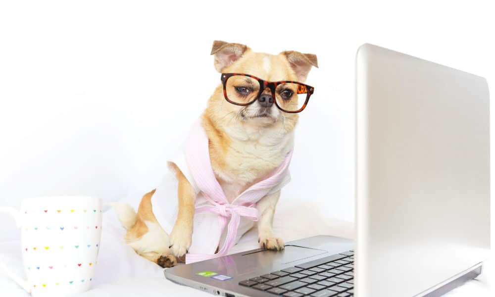 Chihuahua Wearing Glasses In Front Of Laptop