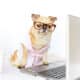 Chihuahua Wearing Glasses In Front Of Laptop