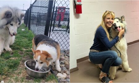 China Rescue Dogs Co-Founder With Rescued Dogs