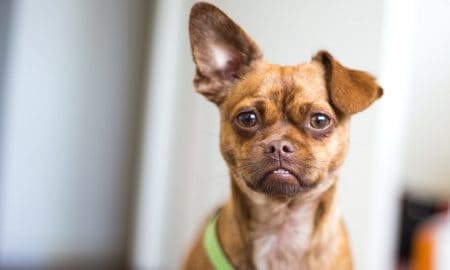 Cleaning Your Dog'S Ears