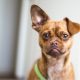 Cleaning Your Dog'S Ears