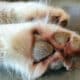 Close Up Of Paws With Dog Paw Hyperkeratosis