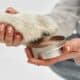 Close Up Of Woman About To Rub Dog Paw Balm On A Dog'S Paw