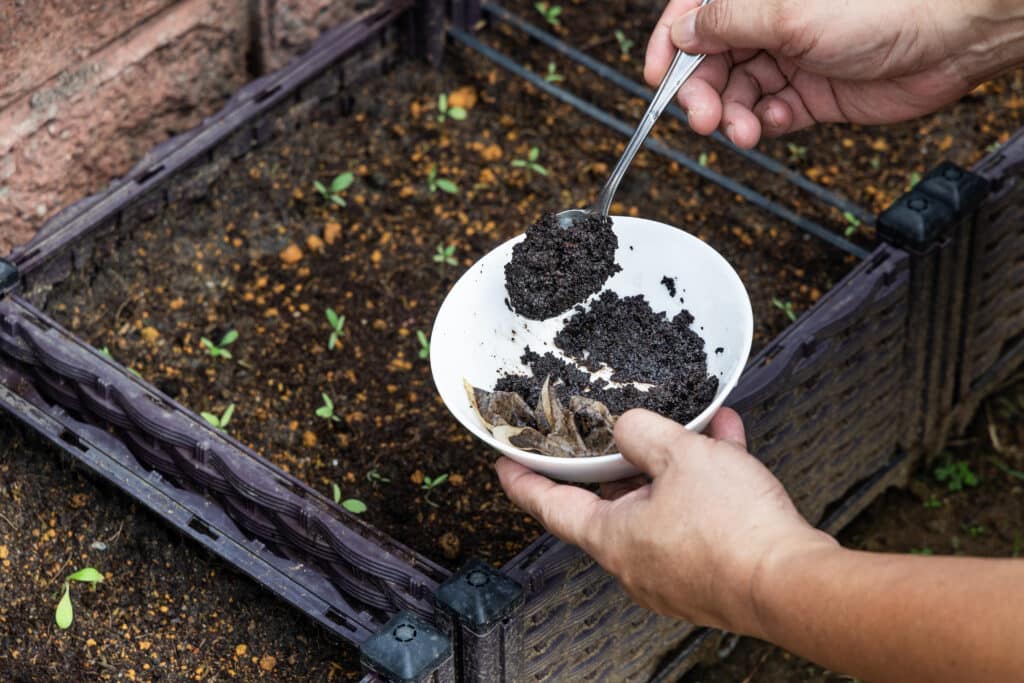 Coffee Grounds Being Added To The Soil As Snail Bait