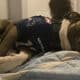 Colby The Pitbull That Died During The Shooting Incident. Photo Credit Goes To Nbc Boston