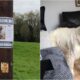 Cooper The Golden Retriever By Lost Paws Ni