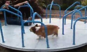 Corgimeatball