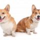 Corgis