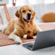 Curious Fluffy Dog Lying On Floor At Living Room And Looking On Wireless Laptop Screen