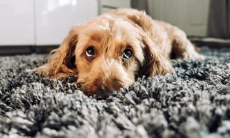 Cute Dog Giving His Best Puppy Dog Eyes