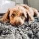 Cute Dog Giving His Best Puppy Dog Eyes