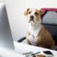 Cute Dog Sits In Office Chair At A Modern Working Place