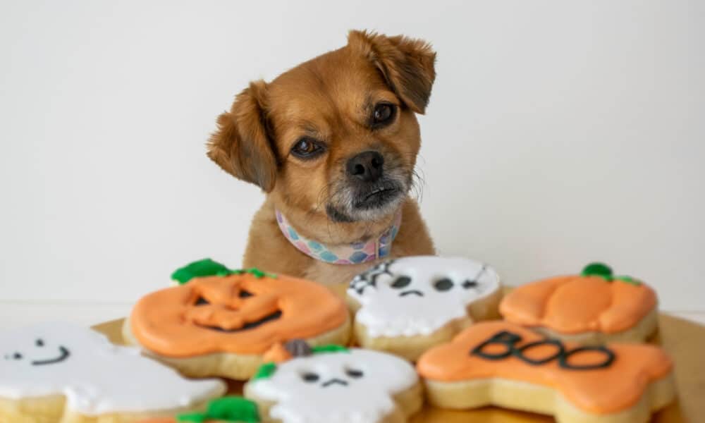 Cute Dog With Halloween Dog Treats