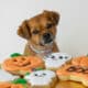 Cute Dog With Halloween Dog Treats