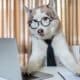 Cute Husky Dog Looking Into Computer Laptop