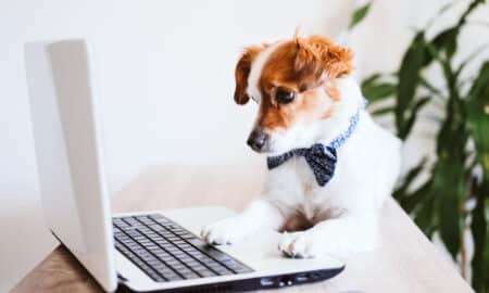 Cute Jack Russell Dog Working On Laptop At Home