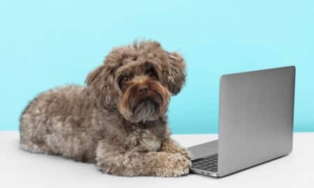 Cute Maltipoo Dog With Laptop On Light Blue Background