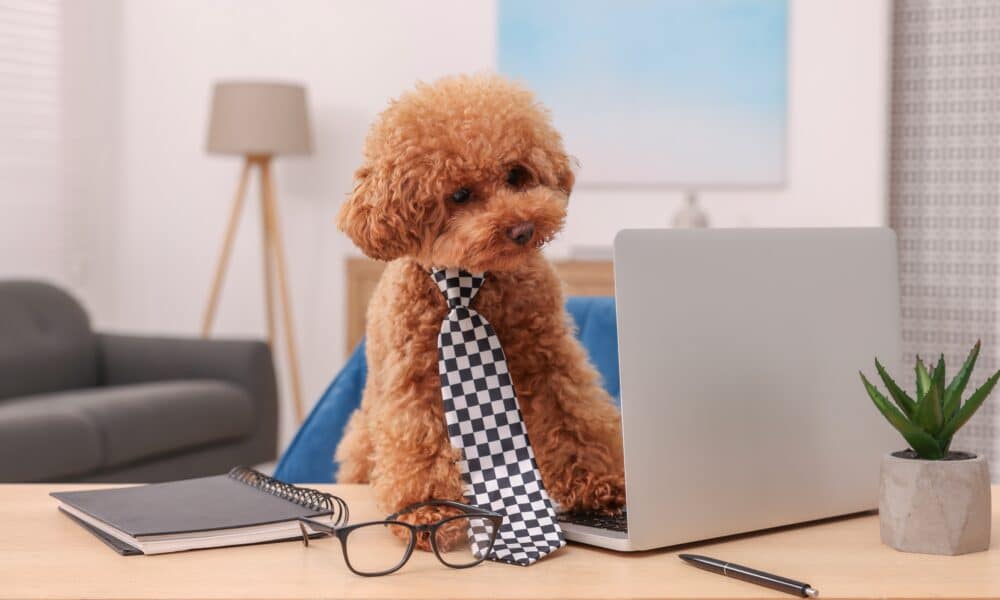 Cute Poodle Wearing A Necktie With A Laptop