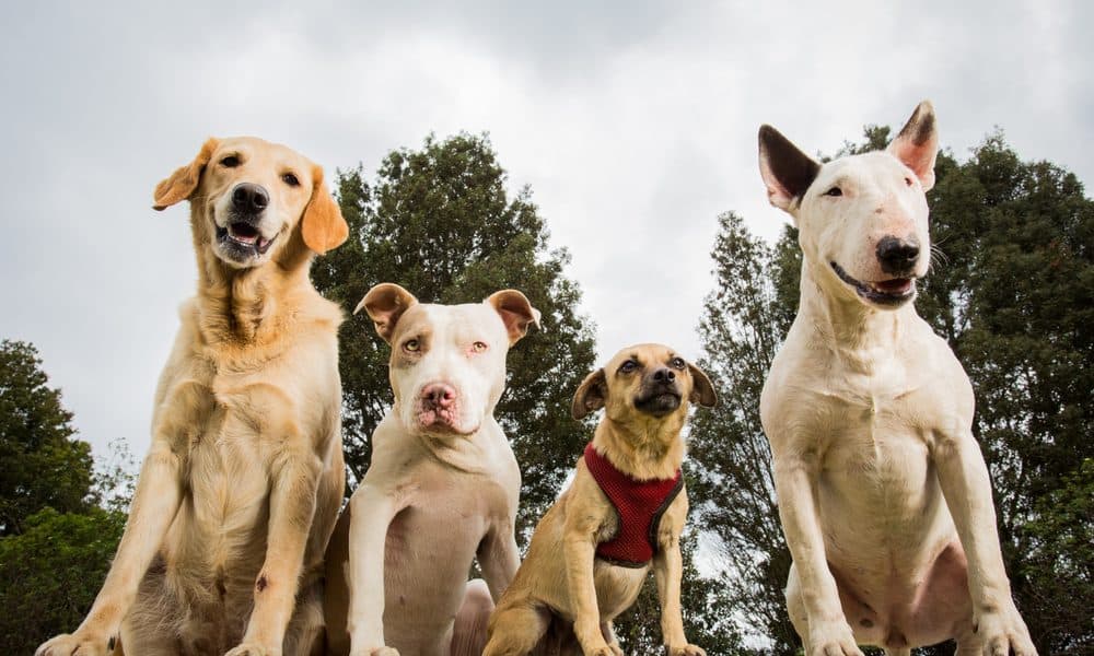 Dangerousbreeds1