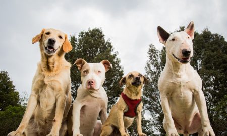 Dangerousbreeds1