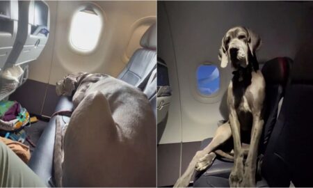 Darwin The Great Dane Sitting On Two Plane Seats