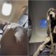 Darwin The Great Dane Sitting On Two Plane Seats