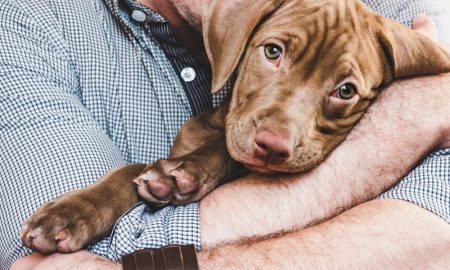 Pit Bull